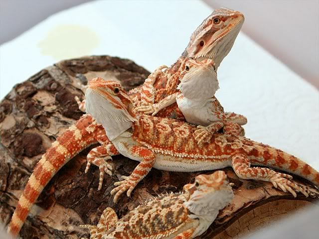 Blaze, Alexandria, and Chevelle's Thread!! 8/31 New Pics! • Bearded